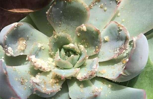 如何应对米兰花生虫的侵袭（保护作物免受花生虫危害的有效方法）