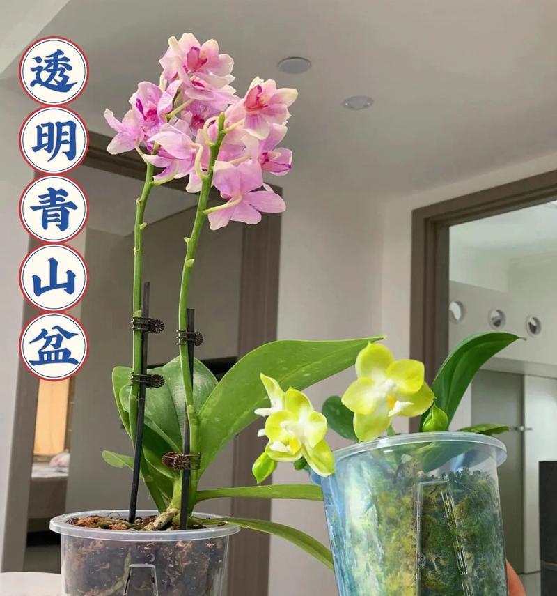 青山盆适合种什么花？——探究适合青山盆的花卉种植
