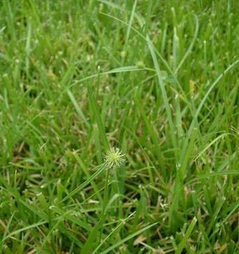 三棱草与香附子的区别（从形态、功效、用途等方面比较两者的不同）
