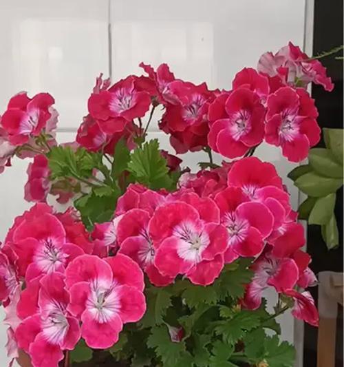 蝴蝶梅（探秘蝴蝶梅冬季开花的神奇之处）