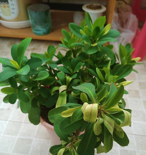 铁海棠冬天叶子发黄掉落的原因及处理方法（保护铁海棠，让它迎来美丽的春天）