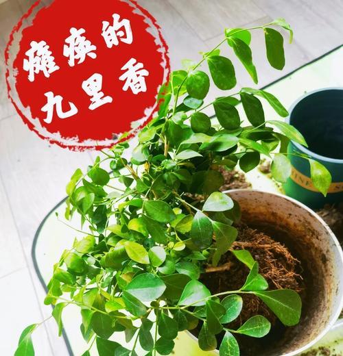 九里香叶子小怎么了？（探索九里香叶子的神奇之处）