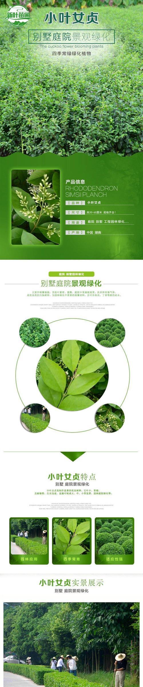 如何正确栽培小叶女贞树的技巧（打造美丽庭院的首选植物）