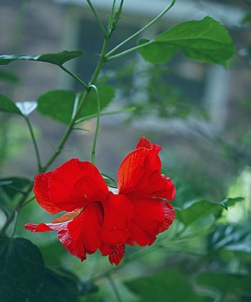 扶桑花盛开时节（春夏之交，美丽瞬间）