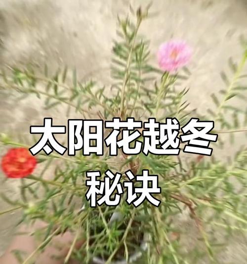 冬季室内温度低，花怎么过冬（保持恰当温度，让花儿安心越冬）