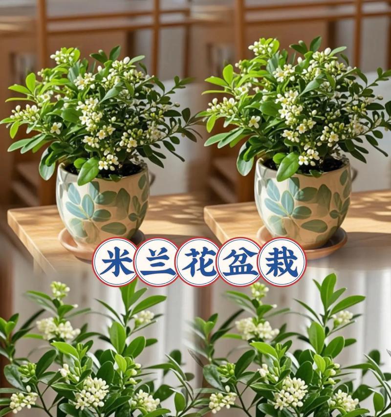 冬季养护米兰花的秘籍（让您的米兰花在寒冷的冬季绽放绚丽的色彩）