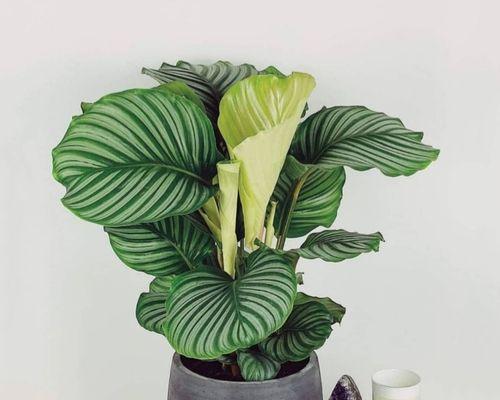 青苹果绿植的养护秘籍（掌握关键技巧轻松打造翠绿家园）