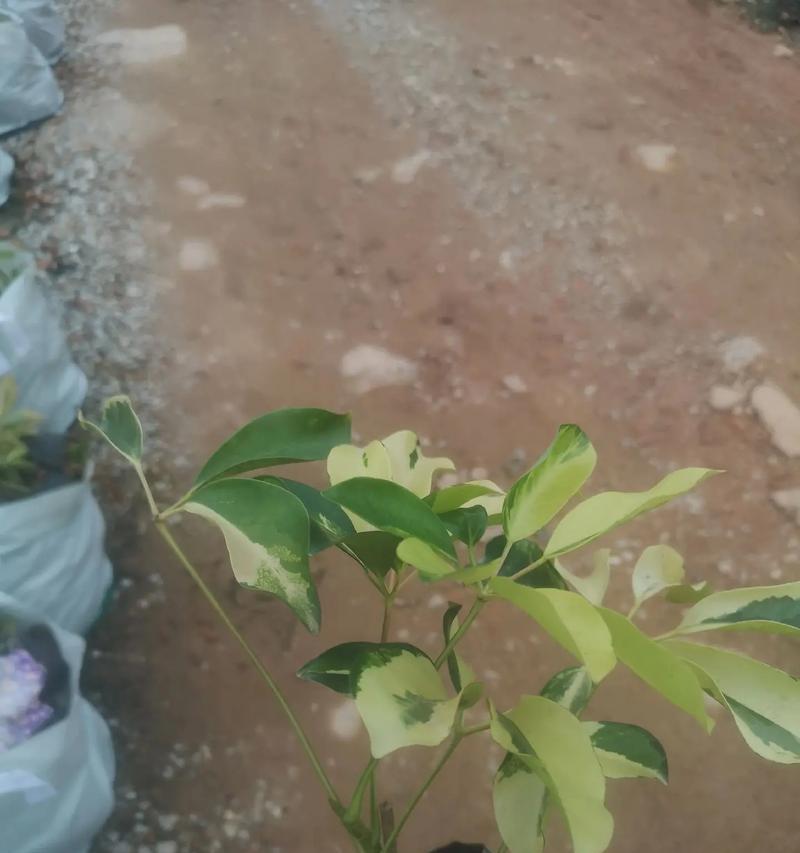花叶鸭脚木的养护指南（打造独特的热带氛围，花叶鸭脚木让你的家更有生机）