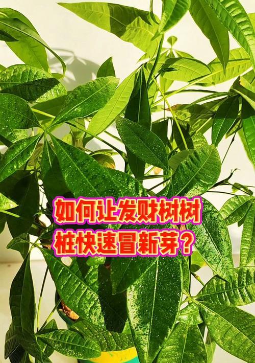 如何阻止树木长芽（控制树木生长的关键措施及实践经验）