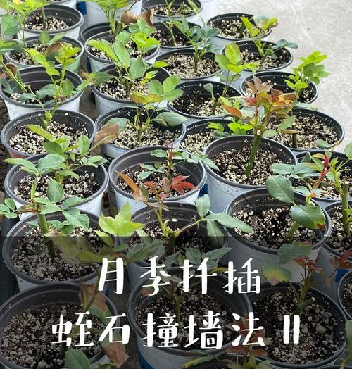 如何正确剪取月季花扦插根部（掌握正确的剪取方法，让月季花扦插更加成功）