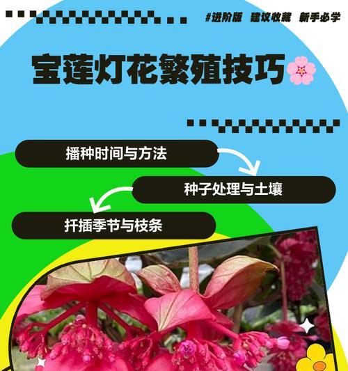 宝莲灯花的冬季管理之道（让宝莲灯花在寒冷的冬季绽放光彩）