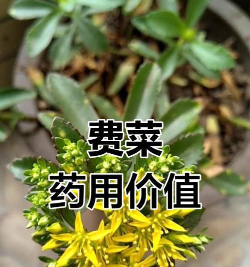 三七阳台的养护之道（打造绿意盎然的阳台空间，三七阳台养护关键）