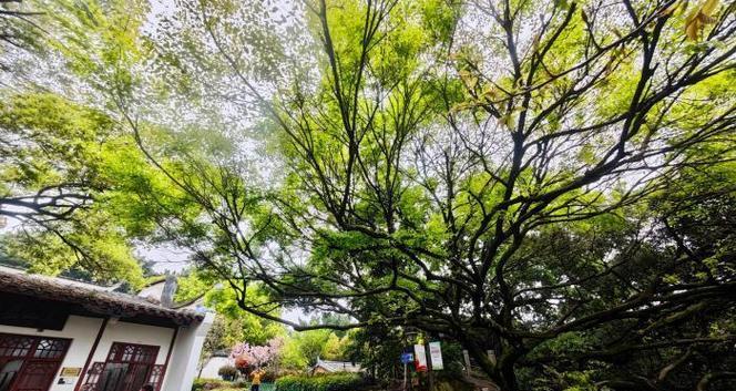 福州市树——榕树（福州市树的历史、特点及文化意义）