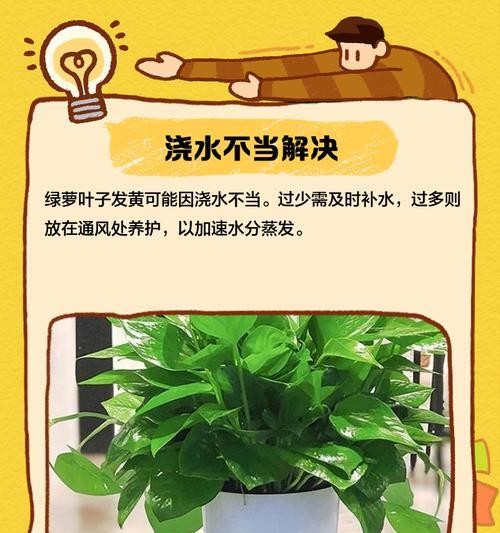 绿罗新叶发黄，如何处理？（探讨绿罗植物叶片发黄的原因及有效的修复方法）
