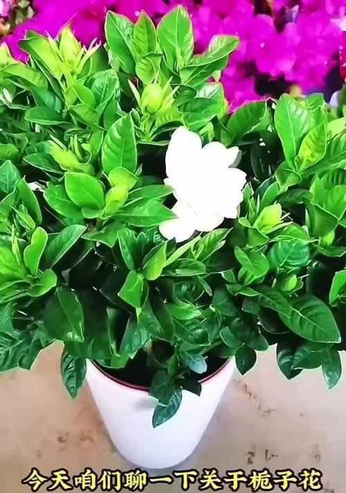 栀子玫瑰的养护指南（打造美丽庭院的秘诀）