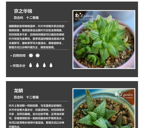 以京之华怎么养？（探索繁花背后的养护秘诀）