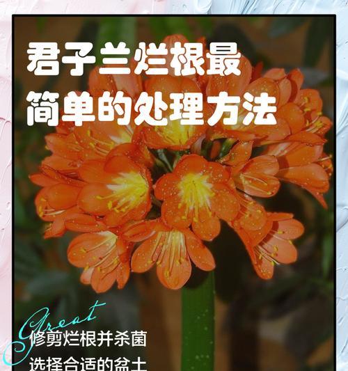 君子兰花长虫子的防治方法（保护你心爱的君子兰不被虫害侵扰）