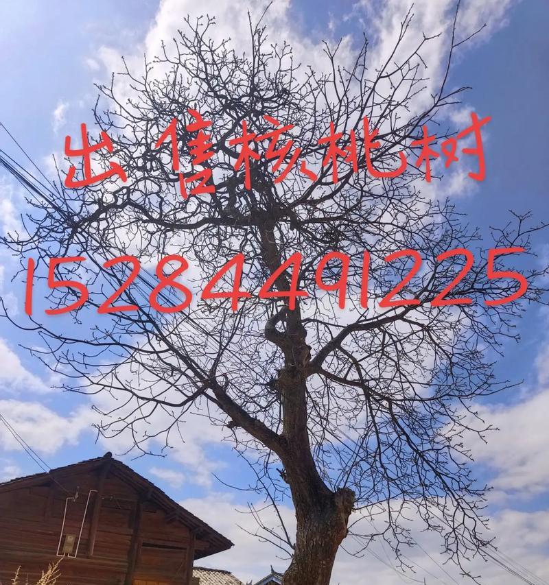 种植核桃树的好处与方法（家里能种核桃树吗？如何种植？推荐适合家庭种植的品种）
