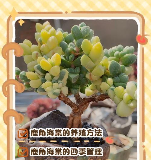 如何科学养护黄金鹿角海棠多肉（多肉养殖专家教你诀窍，让你轻松拥有美丽多肉）