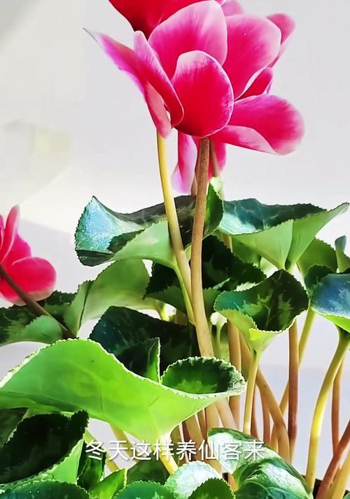让仙客来花开花多又大的秘诀（打造理想花园的关键技巧）