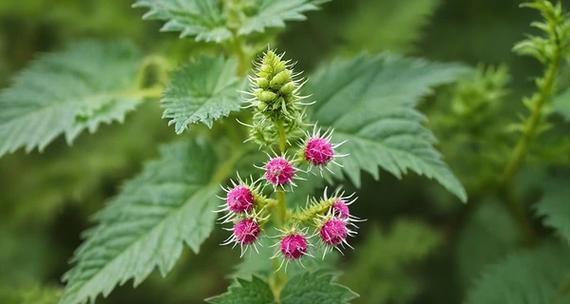 冬天的丁香花，如何防止冻死？（丁香花冬季保护措施，防止冻害）