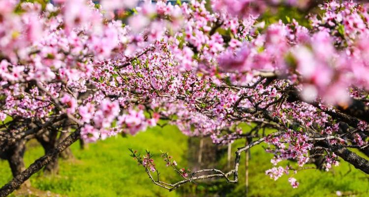 探寻桃花开放的奥秘（揭晓桃花开放的时间和环境要求）
