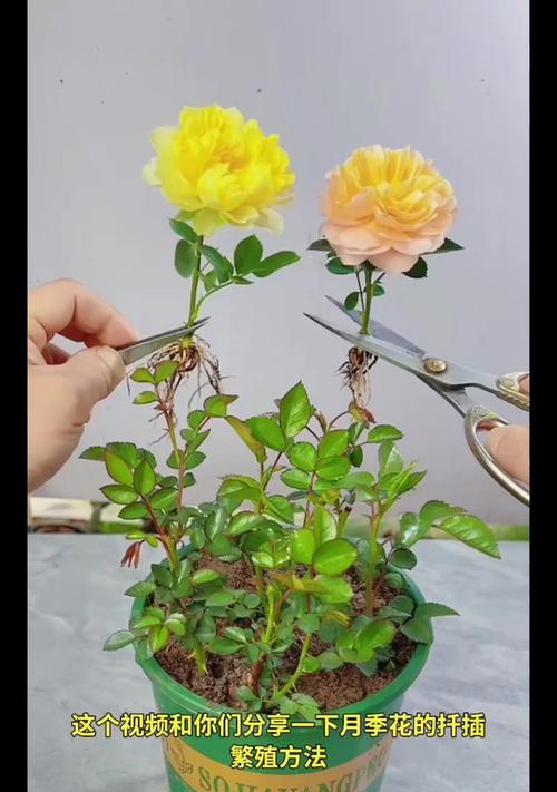 月季扦插后的科学浇水方法（为月季扦插提供适宜的水分，促进生根和生长发育）