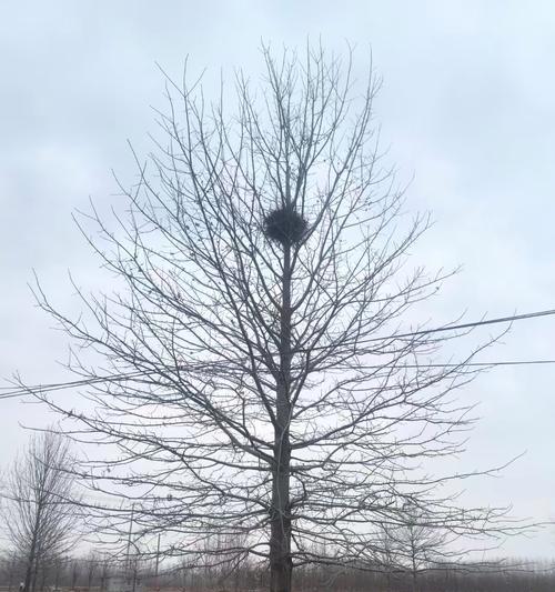 在家种红枫树的好处（如何在家种植红枫树，让家园更美）