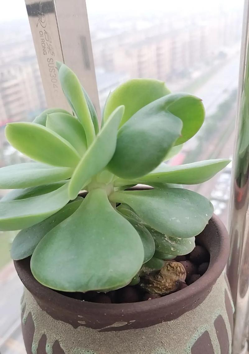 多肉发芽后的生长过程（探究多肉植物在发芽后的变化及生长需求）