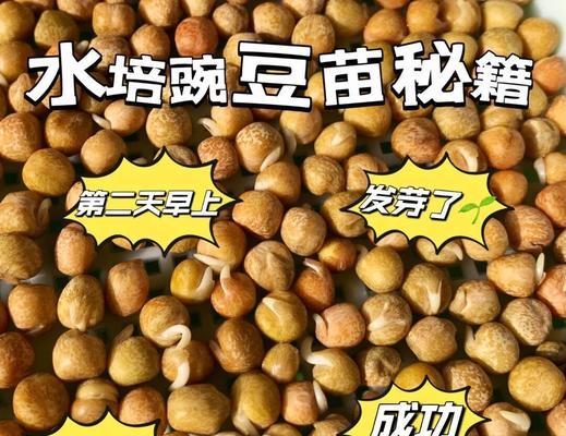 豌豆种植指南（了解豌豆的种植时间和技巧，打造丰收的花园）