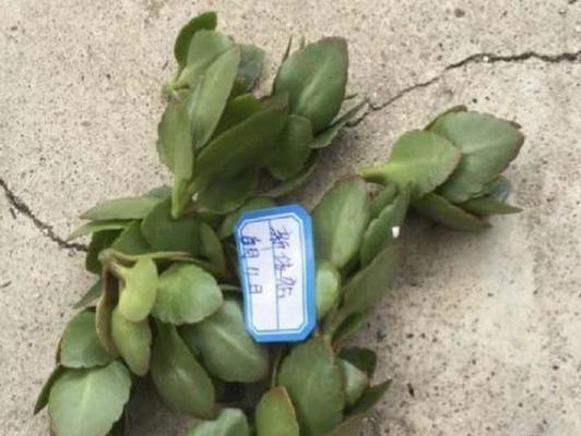以厚脸皮叶子怎么种出来（培养厚脸皮的秘诀与技巧）