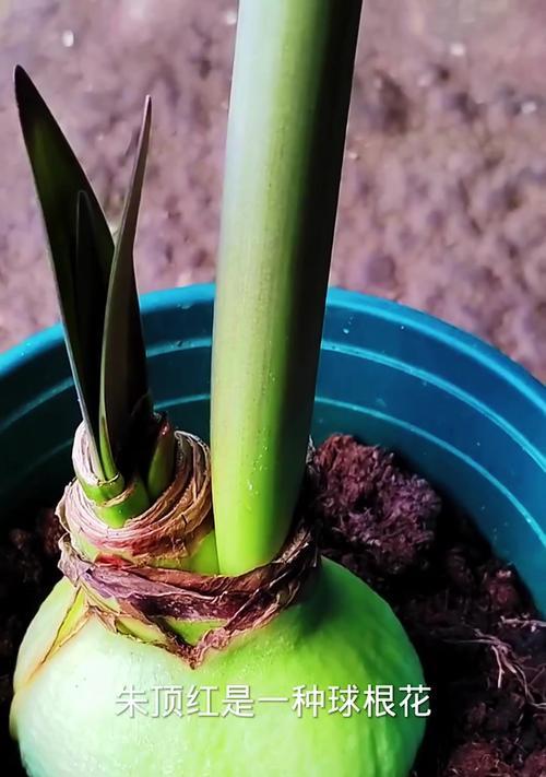 以土朱顶红怎么养——培养健康的植株（室内土壤种植方法，养殖和繁殖技巧解析）