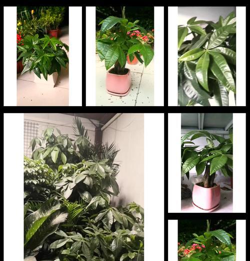 发财树的批量种植方法（一次性种植多个发财树，轻松致富的秘诀）