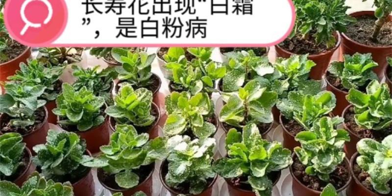 长寿花白粉病的治疗方法剖析（全面解读长寿花白粉病的防治策略，助您打造健康花园）