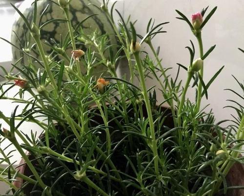 太阳花的隐藏之谜（揭秘太阳花不出来的原因）