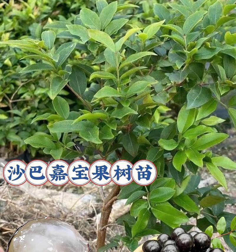 如何选择合适的种植地点，打造高产嘉宝果树（嘉宝果树适宜种植地点分析与种植技巧）