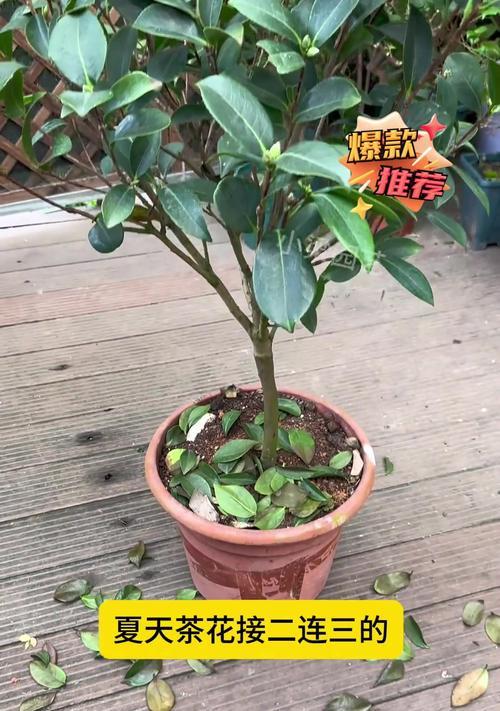 茶花叶片掉落的原因及处理方法（探究茶花叶片掉落的原因以及有效的应对措施）