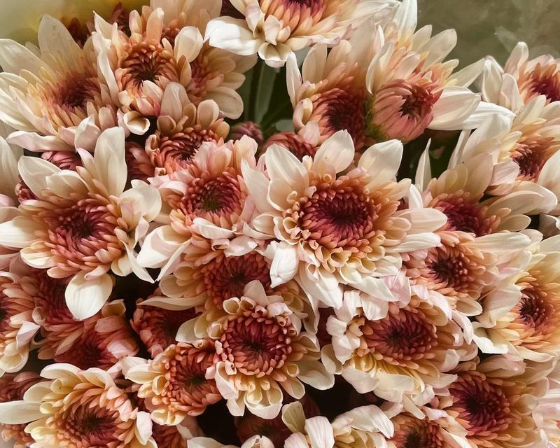 如何正确养护鲜花小雏菊（关键步骤和技巧让小雏菊焕发生机）