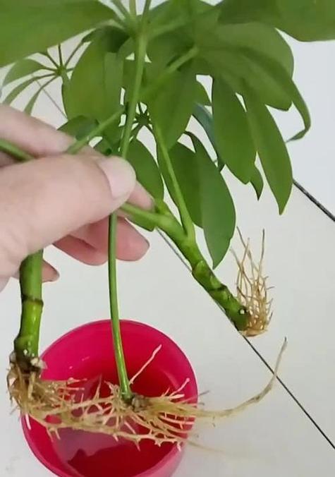 发财树根系发达的关键（如何培育健康的发财树根系）
