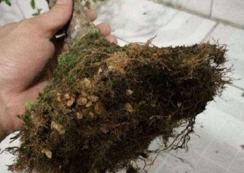 拯救光棍树烂根之道（重构幸福的基石，迈向美好的恋爱未来）