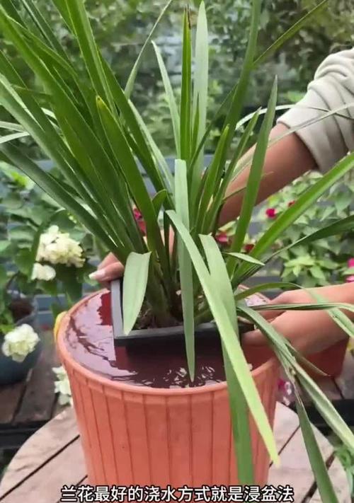 兰草种植技巧与注意事项（最佳种植时间、光照、浇水和施肥等方面的建议）