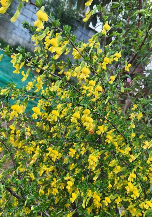 属阳花卉大全——探索丰富多彩的阳光花园（以阳光为灵感，盘点十大属阳花卉，一起享受自然之美）