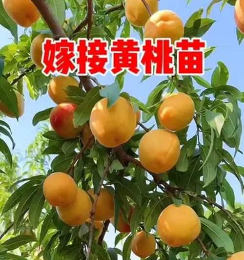 黄桃的生长环境与条件（了解黄桃的适宜生长条件，打造优质果园）