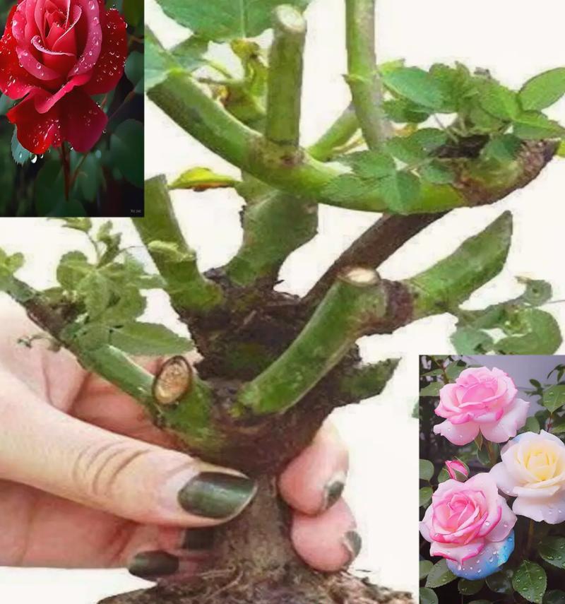 如何正确地打开玫瑰花蕾（掌握关键技巧，让玫瑰绽放绚丽的花海）