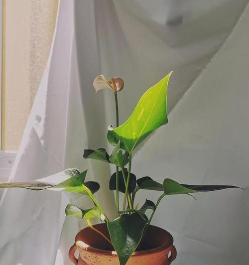 应对粉掌枯萎的方法与建议（保护植物健康，有效防治粉掌枯萎）