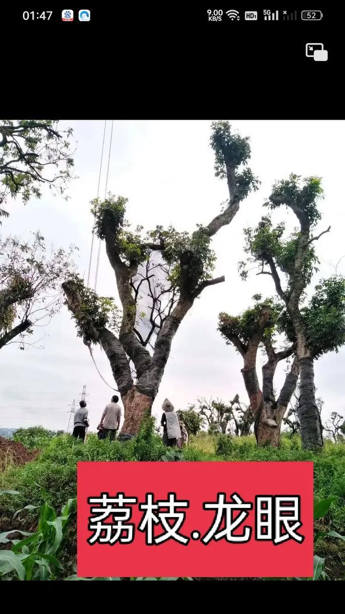 贵州可以种荔枝吗？（探究贵州荔枝种植的可行性）