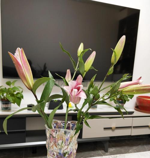 延长百合花花期的技巧与方法（探索百合花生长的奥秘，让花期更长久）