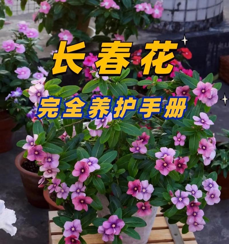 了解浇水规律，让你的长春花茁壮成长！（了解浇水规律，让你的长春花茁壮成长！）