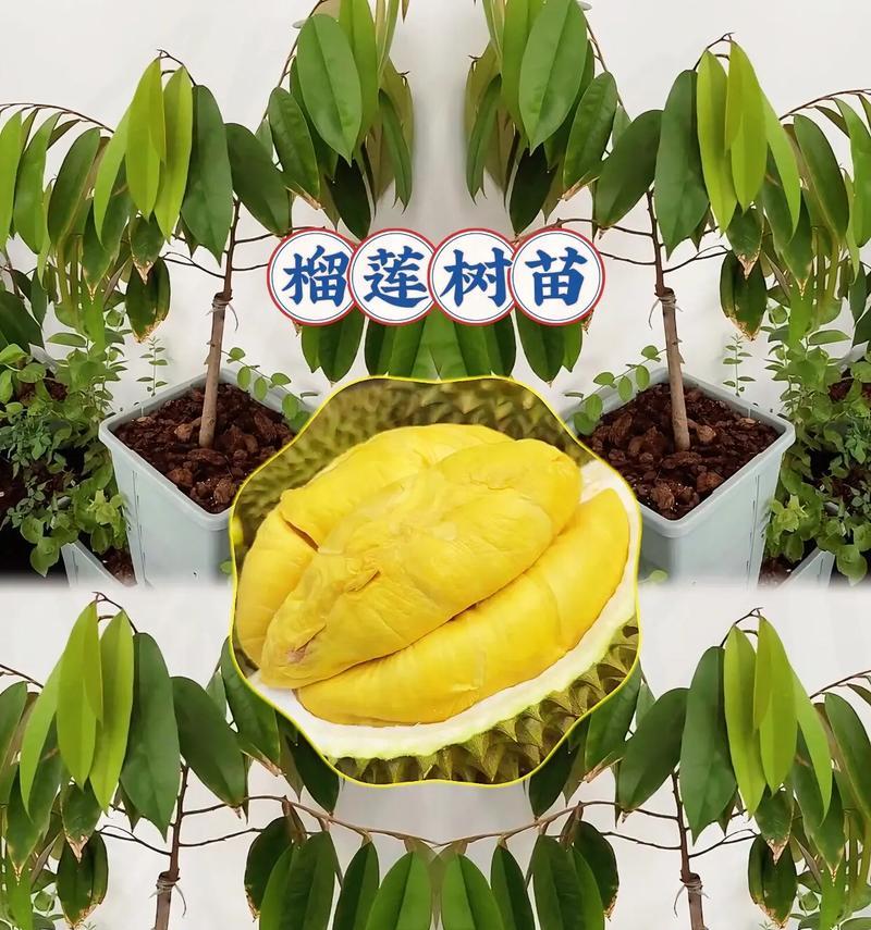 榴莲盆栽，能否结果？（探究榴莲盆栽成果的几个关键因素）