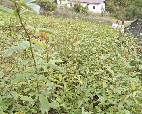 野生金樱子的种植方法与技巧（挖掘野生金樱子的美丽价值与种植步骤）